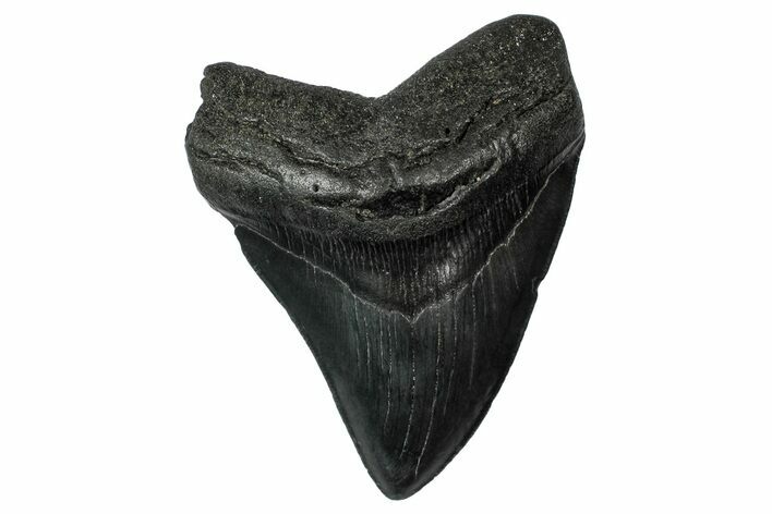 Fossil Megalodon Tooth - South Carolina #340203